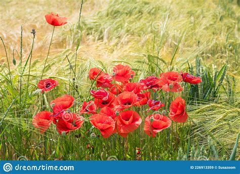 Campo De Gr Os E Grupo De Flores De Papoila Vermelha Imagem De Stock