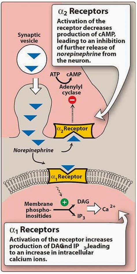 Pharmacological Blog Adrenergic Receptors Adrenoceptors