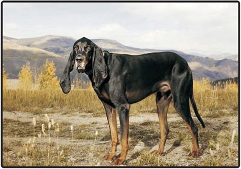 Black and Tan Coonhound-Puppies and Dogs for Sale – Jelena Dogshows