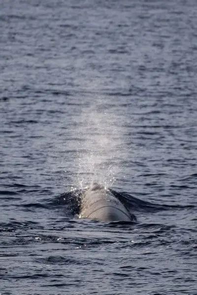 Cuvier's Beaked Whale - Facts, Diet, Habitat & Pictures on Animalia.bio