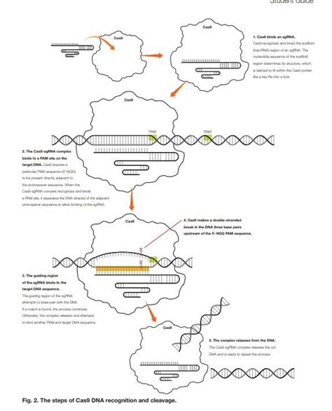 Labs 9 And 10 Introduction To Crispr Cas9 Gene Editing Technology What Is