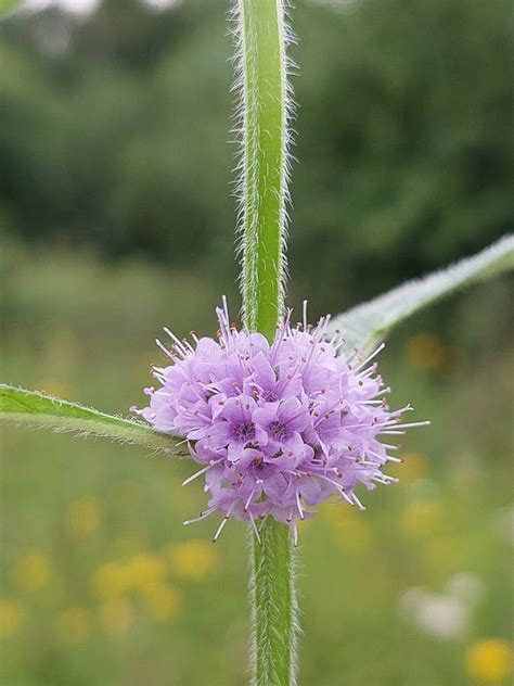 Mentha Arvensis Stock Image Image Of Arvensis Nature 255551757