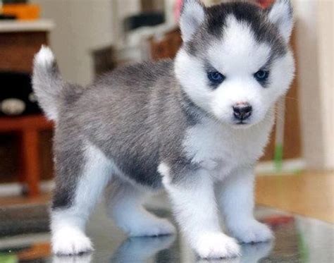 How Big is a Full Grown Pomsky? - Animalso