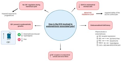 Jcm Free Full Text Cannabis And Endometriosis The Roles Of The Gut