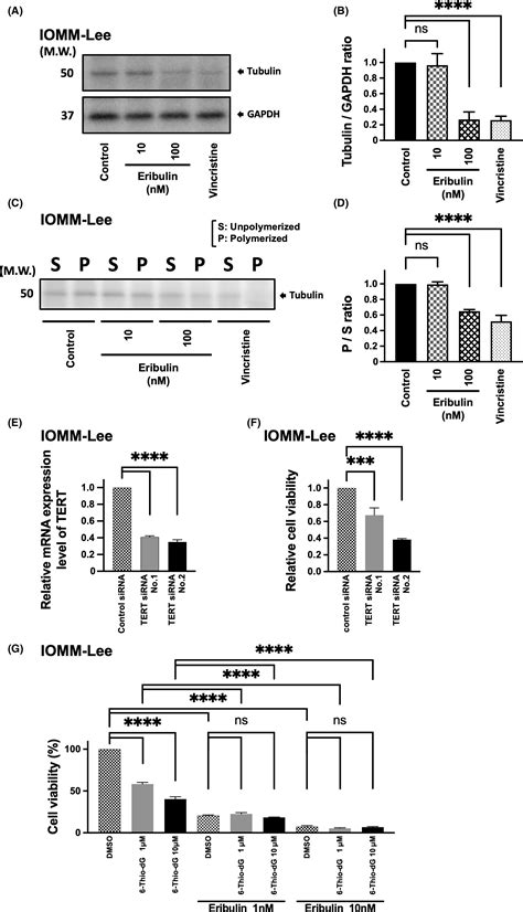 Eribulin Prolongs Survival In An Orthotopic Xenograft Mouse Model Of