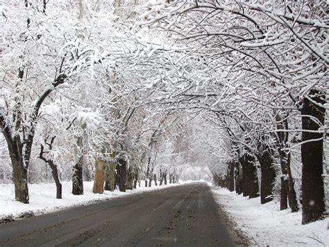 Free Images Tree Branch Frost Ice Weather Season Blizzard