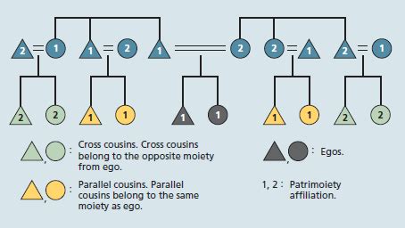 Fraternal Polyandry Diagram