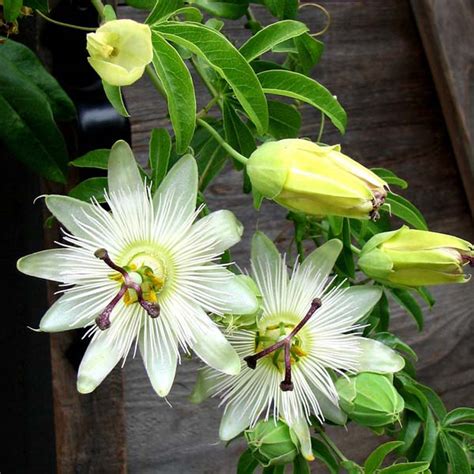 Passiflore Passiflora Fleurs De La Passion Ou Passion Du Christ