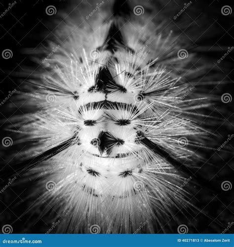 Banded Tussock Moth Caterpillar Chewing On Leaf Royalty-Free Stock