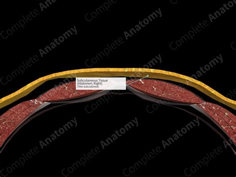 Subcutaneous Tissue (Abdomen; Right) | Complete Anatomy
