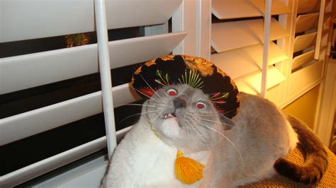 Cats Wearing Sombreros Gallery Ebaums World