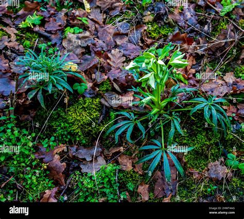 Close Up Of Stinking Hellebore Helleborus Foetidus Stock Photo Alamy