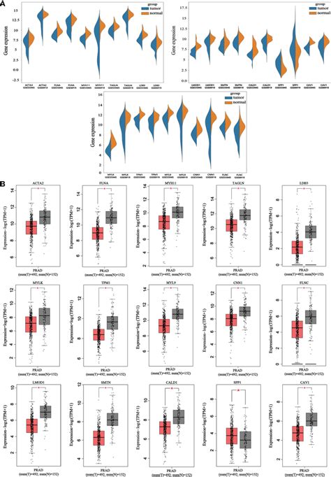 Violin Plots And Boxplots Of Hub Candidate Genes Using Gepia A