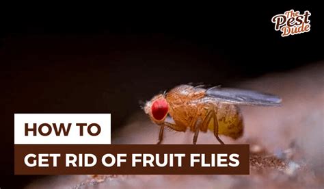 How To Get Rid Of Fruit Flies In The House 9 Effective Ways