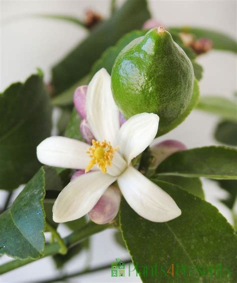 Lemon Bushes Grow Your Own Lemons With These Windowsill Ts