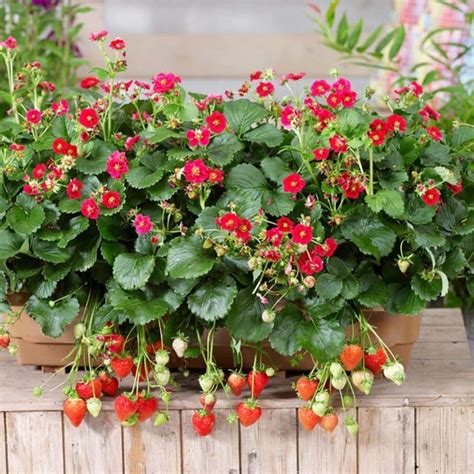 Strawberry Varieties Article Archives – Strawberry Plants