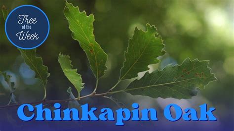 Tree Of The Week Chinkapin Oak Youtube