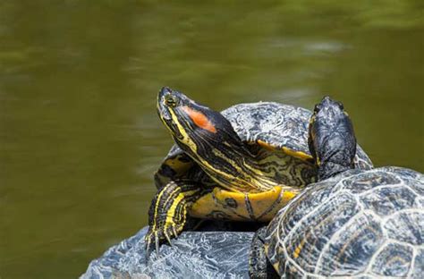 Red Eared Slider Eggs A Complete Beginners Guide