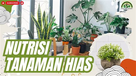 NUTRISI UNTUK MERAWAT TANAMAN HIAS Bayudiningrat Bayusehatmandiri