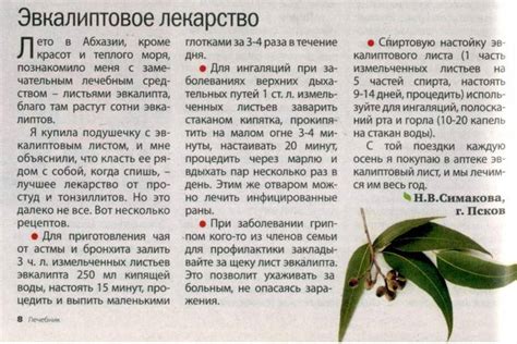 Чай из листьев эвкалипта: польза и рецепты заваривания