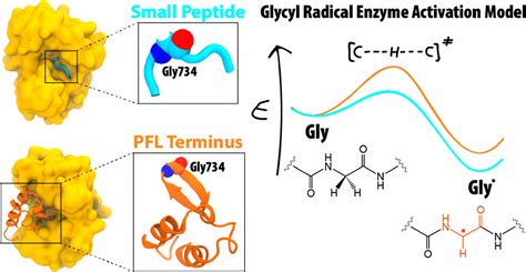 Activation Of Glycyl Radical EnzymesMultiscale Modeling Insights Into