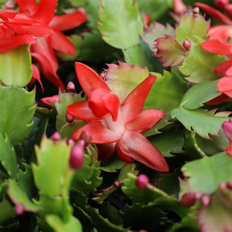 Orange Christmas Cactus Plants for Sale | Garden Goods Direct