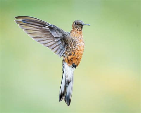 giant hummingbird – PhotoPXL