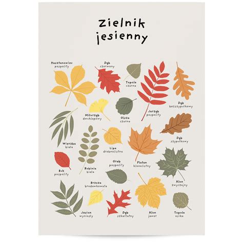 Plakat Edukacyjny Dla Dzieci Zielnik Jesienny 30x40 Cm Joachimki