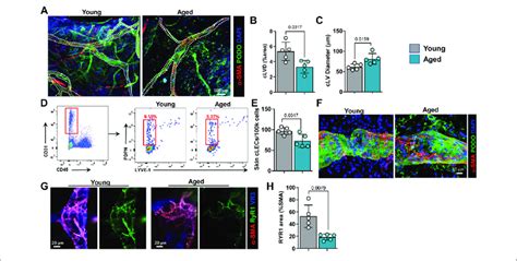 Aging Causes Decreases In Collecting Lymphatic Vessel Density And