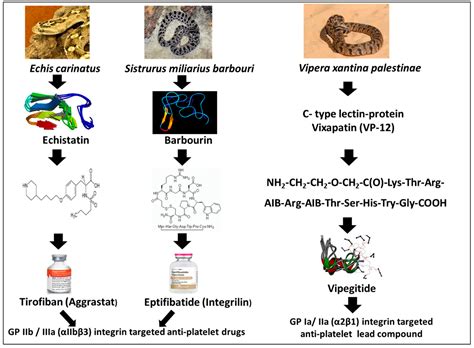 Toxins Free Full Text From Snake Venoms Disintegrins And C Type