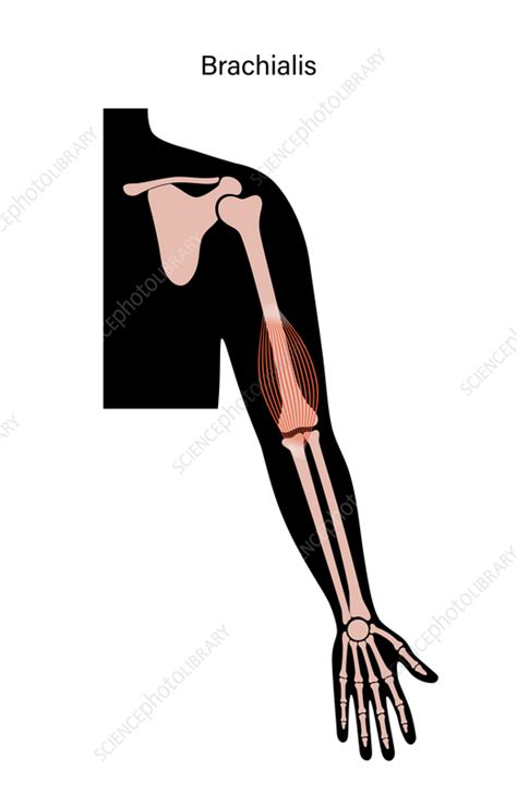 Brachialis muscle anatomy, illustration - Stock Image - F036/4622 ...