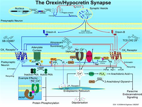 Pdf Orexinhypocretin Synapse From Figshare