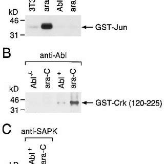 Activation Of C Abl By Ara C In Nih T Cells A Nih T Cells Were