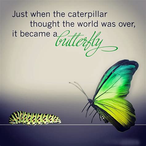 Just When The Caterpillar Thought The World Was Over It Became A Butterfly Dawn Productions