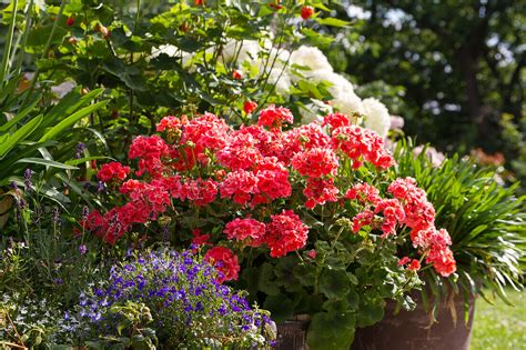 Pelargonie Pelargonium Bild Kaufen 13671445 Gartenbildagentur