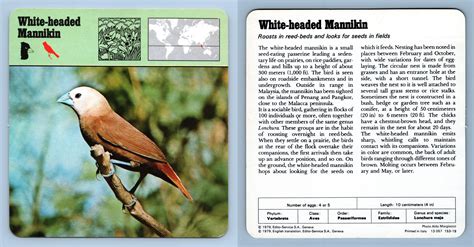 White Headed Mannikin Birds 1970 S Rencontre Safari Wildlife Card