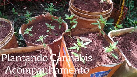 Modo Eficiente De Plantar Sementes De Maconha Cannabis