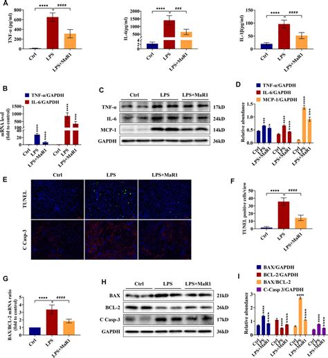 Frontiers Maresin Attenuates Lipopolysaccharide Induced Acute