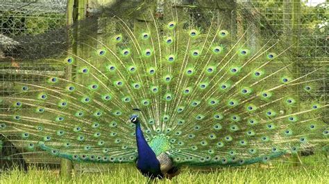 Villagers Fear Fowl Play After 14 Of Their Peacocks Mysteriously Vanish Leaving Just One Bird