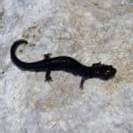 Salamander Species In California Id Pics Pond Informer