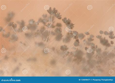 Fungirhizopus Bread Mold Under The Microscope Stock Image Image Of