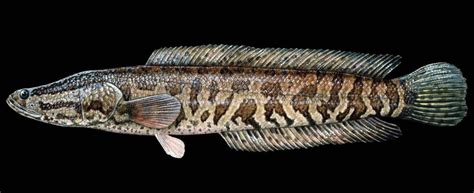 Another invasive fish found in Missouri (LISTEN) - Missourinet