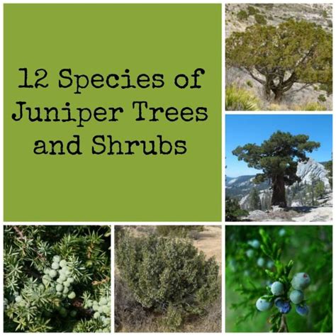 Juniper Tree Types