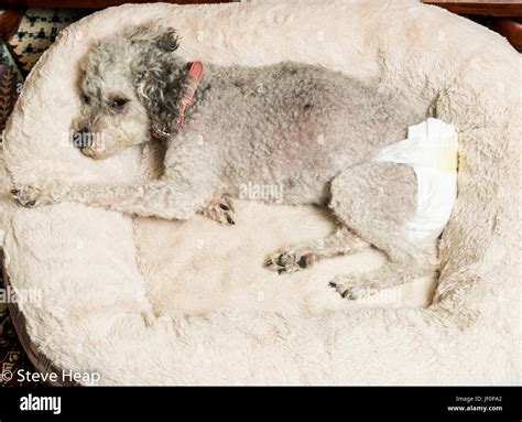 Old Grey Dog Wearing A Doggy Diaper Stock Photo Alamy