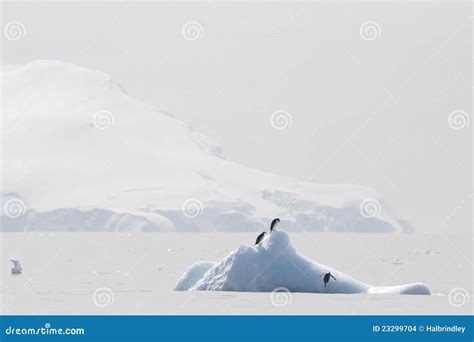 Chinstrap Penguins On An Iceberg In Antarctica Stock Photo | CartoonDealer.com #23299704