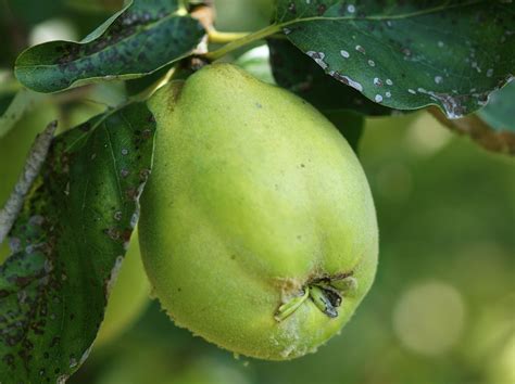 Kostenlose Foto Apfel Baum Natur Frucht Blatt Blume