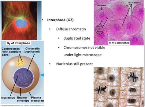 BIOL Chapter 12 Cell Cycle And Mitosis Flashcards Quizlet