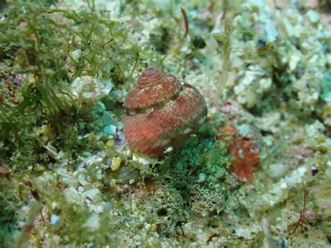 Eurytrochus Strangei From North West Solitary Island New South Wales