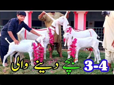 3 4 Bachay Denay Gulabi Breeds Pure Rajanpuri Gulabi Bakriyan