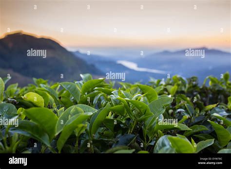 Tea plantation Cameron highlands Stock Photo - Alamy